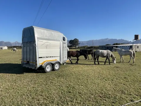 Maximus 2 Berth Horsebox: Rear horses